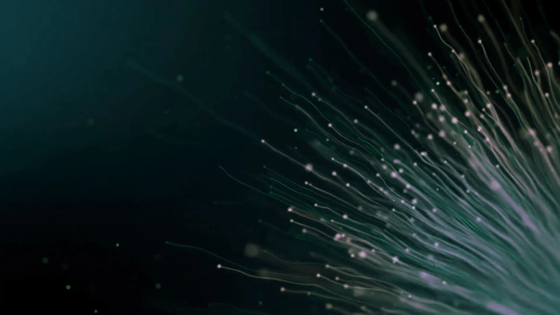 Glasfasernetz, Nahaufnahme leuchtender, fächerförmig auslaufender Glasfaserstränge auf dunkelgrünem Hintergrund, Symbol für 1000 Mbit/s Highspeed-Internet.